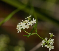 Platysace heterophylla