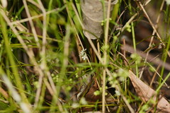 Platysace heterophylla
