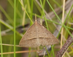 Epidesmia hypenaria