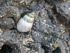 Littoraria pintado