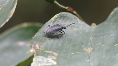 Lagriinae