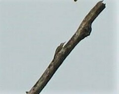 Lepidocolaptes souleyetii