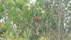 Centropus senegalensis