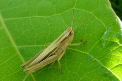 Chorthippus albomarginatus