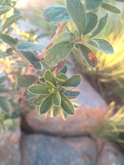 Diospyros lycioides