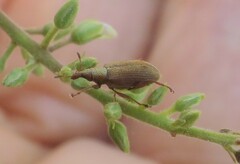 Oreocalus