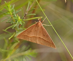 Epidesmia chilonaria