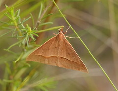 Epidesmia chilonaria