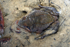 Rana uenoi