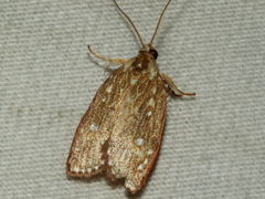 Euchaetis metallota