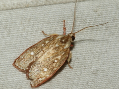 Euchaetis metallota
