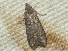 Heteromicta pachytera
