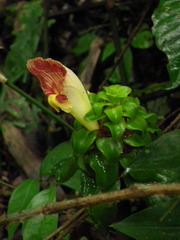 Costus claviger