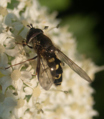 Dasysyrphus intrudens