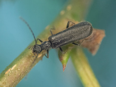 Dichelotarsus piniphilus