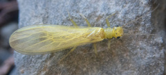Sweltsa