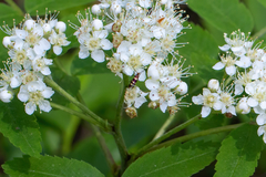 Micropterix aureatella
