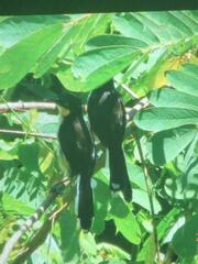 Donacobius atricapilla