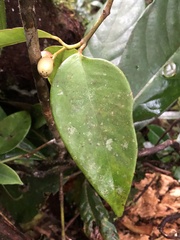 Clusiaceae