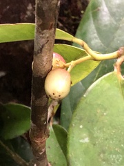 Clusiaceae