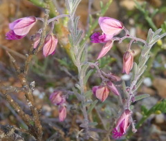 Polygala affinis