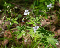 Geranium asiaticum