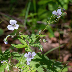 Geranium asiaticum