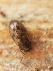 Phloiophilus edwardsii