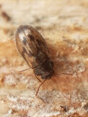 Phloiophilus edwardsii