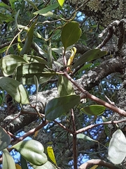 Muellerina eucalyptoides