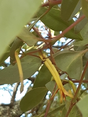 Muellerina eucalyptoides