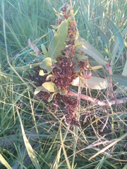 Protea witches broom phytoplasma