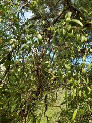Muellerina eucalyptoides