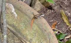 Sphenomorphus dussumieri