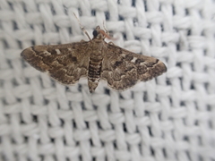 Nacoleia rhoeoalis