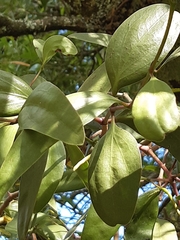 Muellerina eucalyptoides