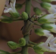 Oreocalus