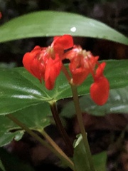 Begonia stenotepala
