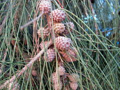 Casuarina equisetifolia