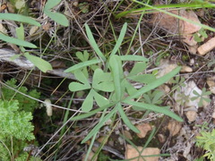 Oxalis smithiana