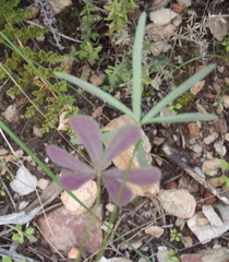 Oxalis smithiana