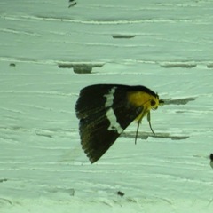 Buzara latizona