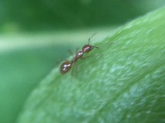 Dolichoderus diversus