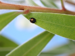 Serangium maculigerum