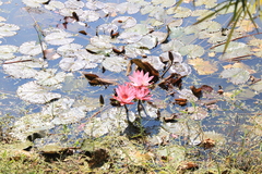 Nymphaea rubra