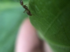 Dolichoderus diversus