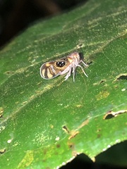 Pintalia constellaris