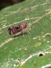 Pintalia constellaris