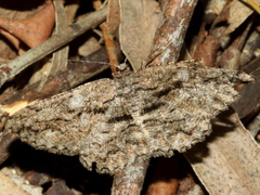 Scioglyptis canescaria