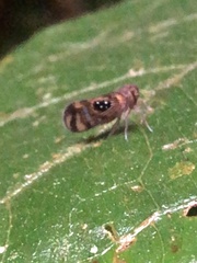 Pintalia constellaris